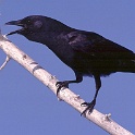 450_Fish Crow